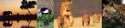 Safaris